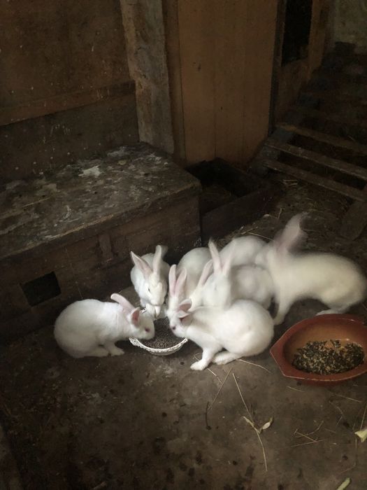 Coelho Branco Caseiro