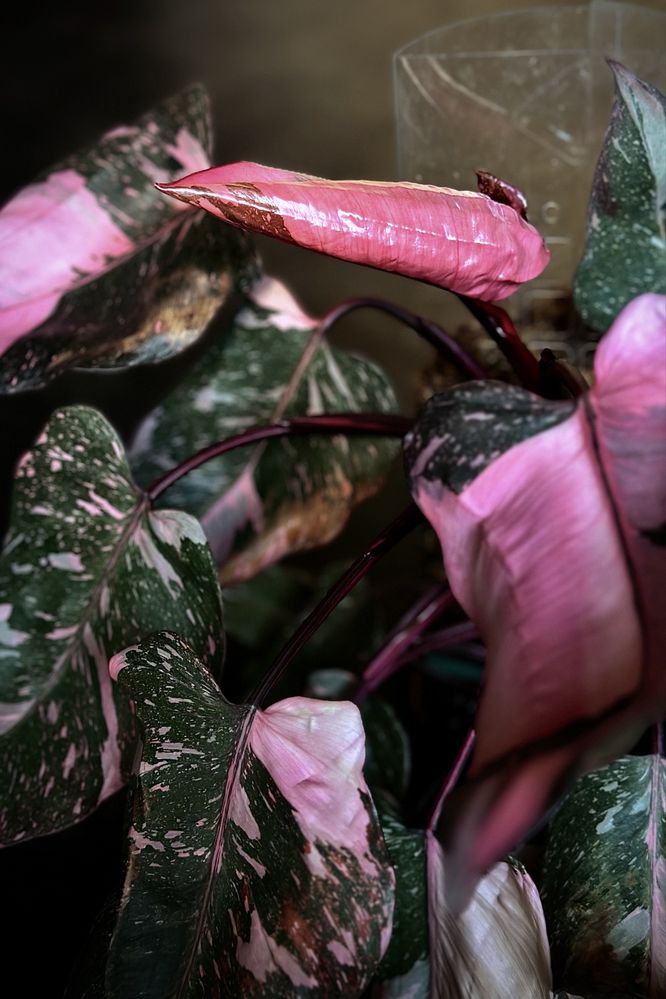 Philodendron Pink Princess - różowy Filodendron, pędówki Marble Galaxy