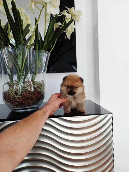 Spitz Alemão Anão/ Lulu da Pomerânia MACHO com LOP AFIXO