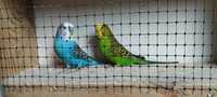 Papugi faliste pary legowe