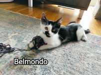 Malutki Belmondo szuka domu