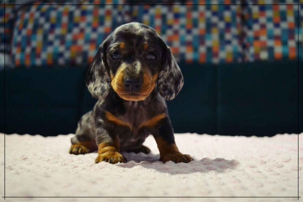 Jamnik Miniaturowy Krótkowlosy