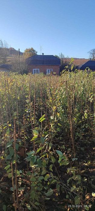 Продаються садженці місто Рогатин Івано-Франківська область