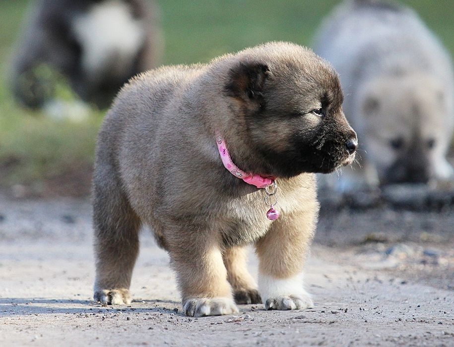 Дівчатка  -  кавказюлі.