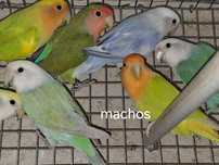 Roseicollis selecionados