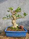 Bonsai Oliveira brava