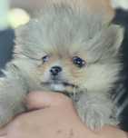 Szpic pies pomeranian cukier