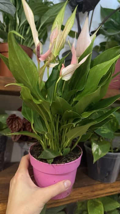 Антуріум Lilli епіпремнум сциндапсус алоказія