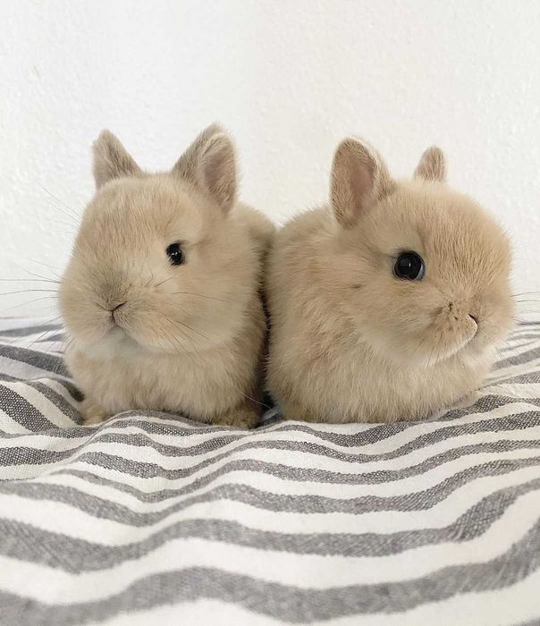 KIT Coelhos anões mini holandês e minitoy lindíssimos