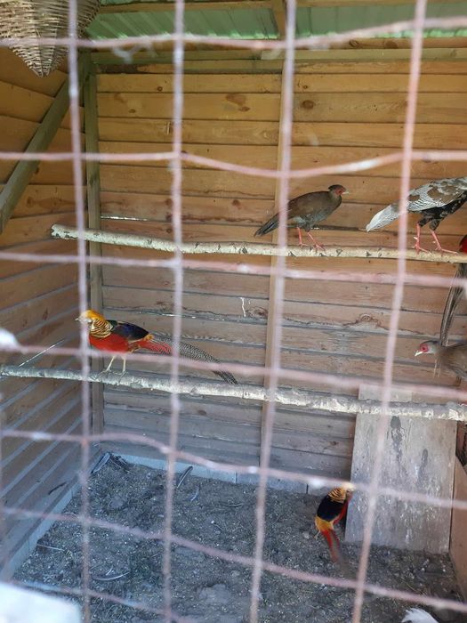 Młode bażanty złote i srebrne