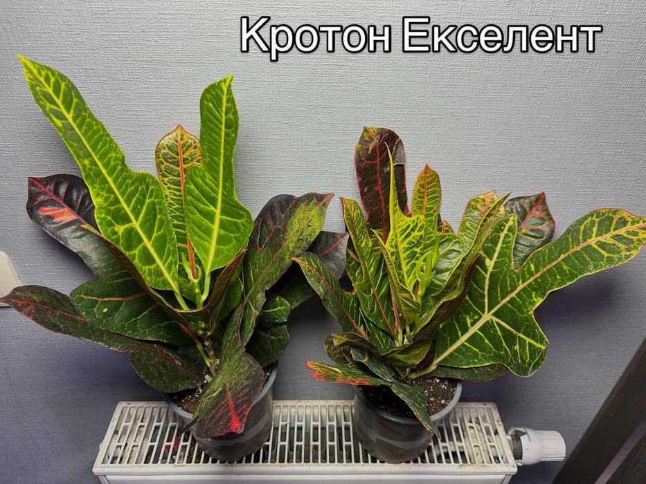 Аглонема Кротон Калатея Дифенбафія Сансівієрія Фікус  Маранта