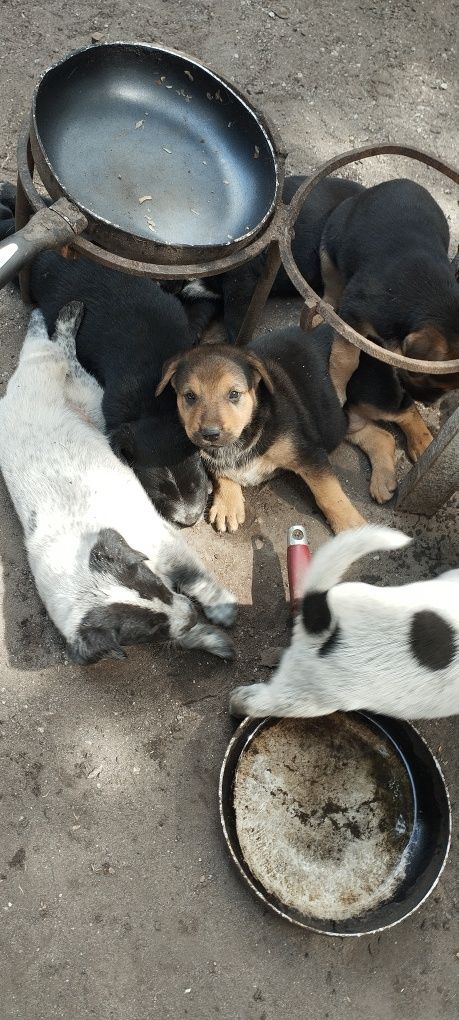 Щеночки ищут ответственных хозяевов