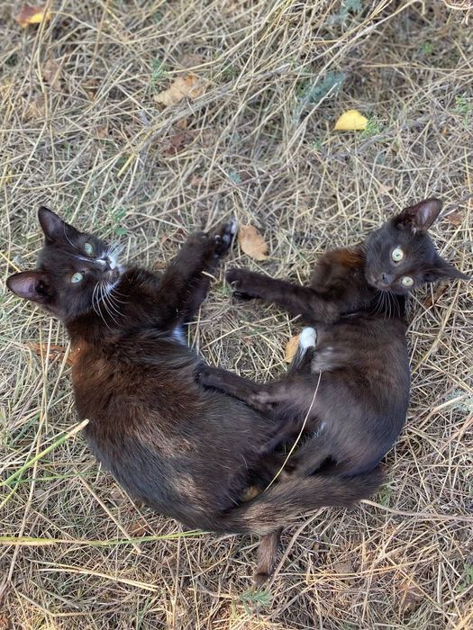 Вислоухая кошечка