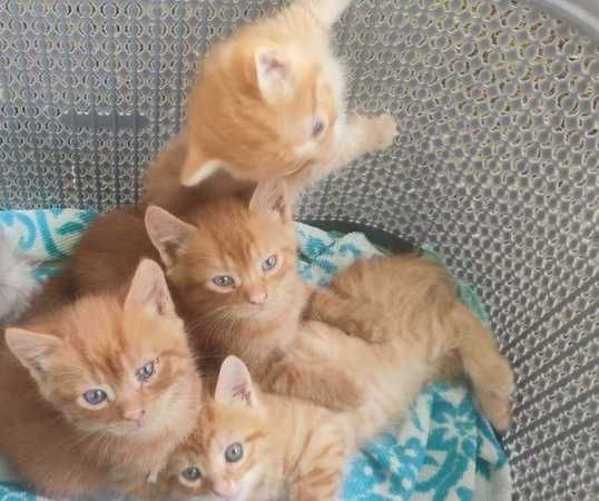 Котики у добрі руки