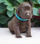 Labrador retriever -  czekoladowy  piesek ZKwP/ FCI