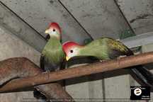 Turacos para venda com um ano
