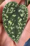 Scindapsus Tricolor - pędówka
