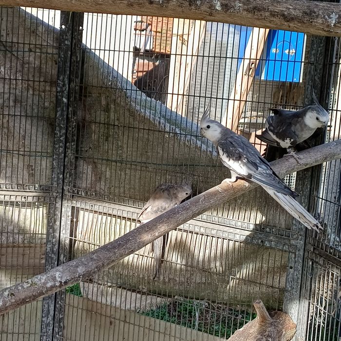 Dois casais de caturras prontas a criar