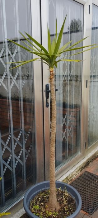 Palmeira em vaso