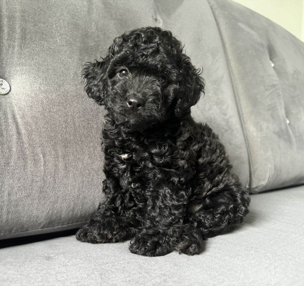Suczka cockapoo f1b