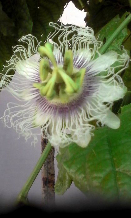 Plantas de Maracujá Roxo, Grande, Doce da Colômbia.