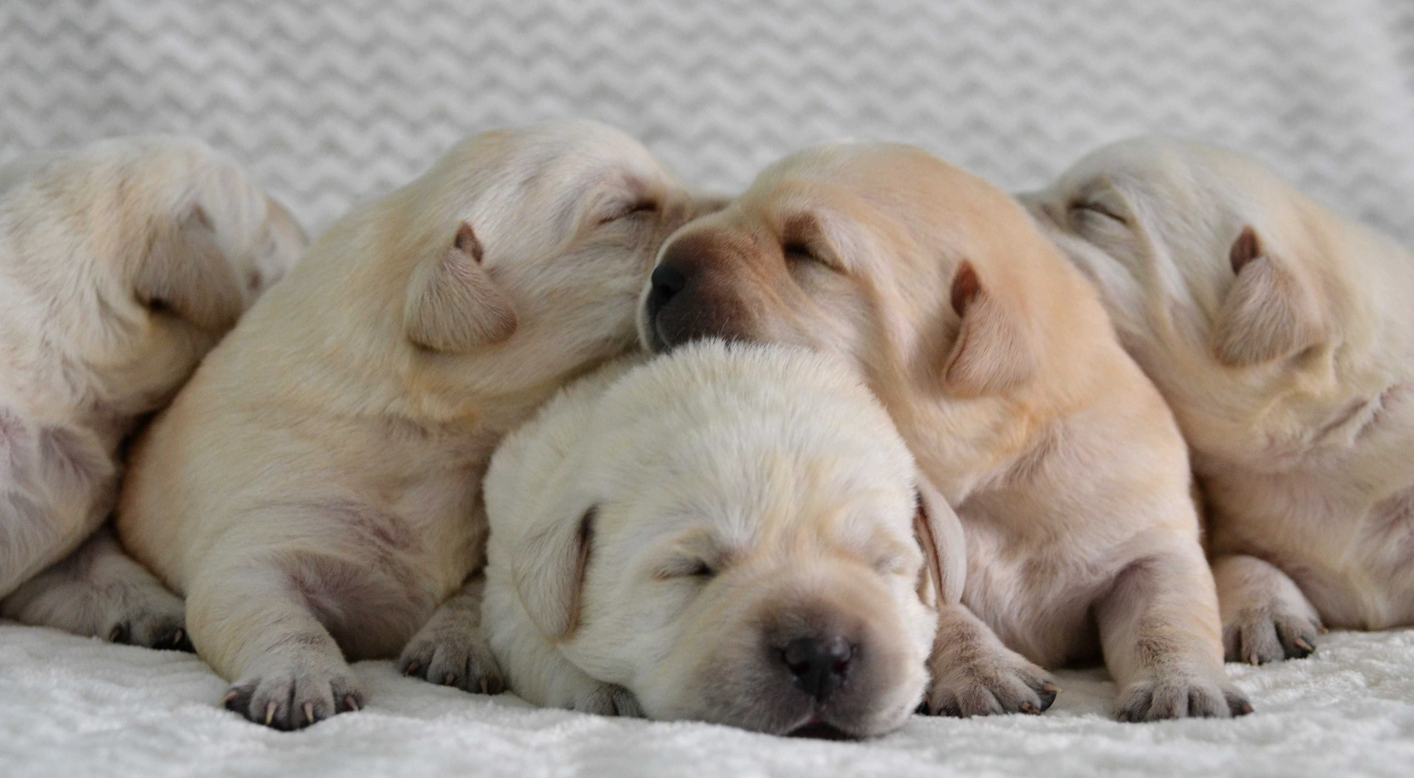 Wspaniały szczeniak Labrador Retriever