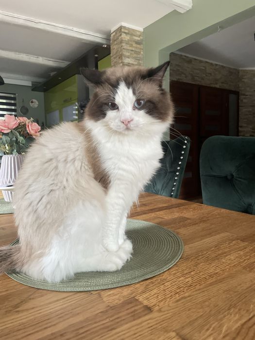 Przecudny kotek Ragdoll kotka gotowa do