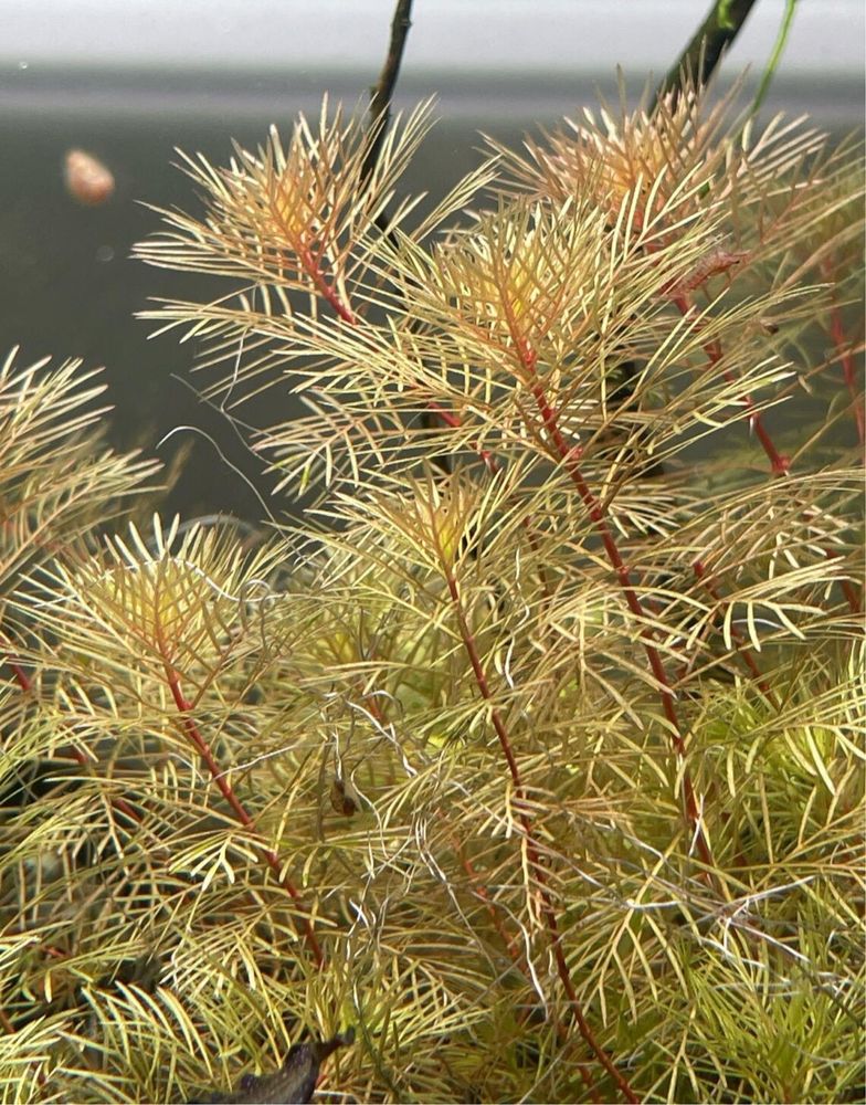 Plantas de Aquário Facil