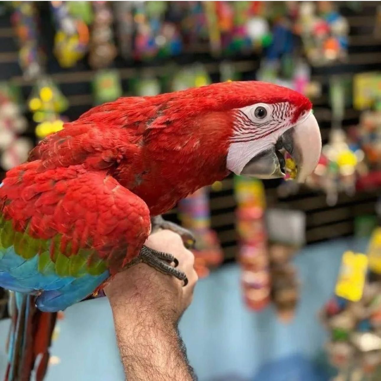 Папуга ара - ручні пташенята ар для розмови