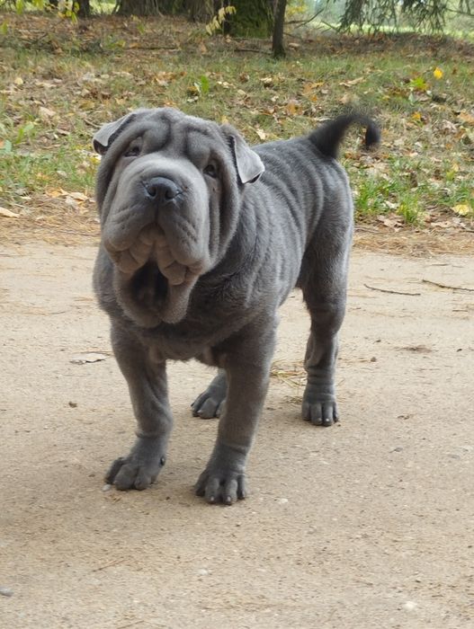 Shar pei niebieski piesek