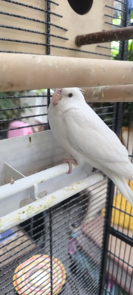 Papuga Nimfa Albino młoda