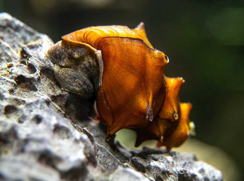 Ślimak kolczasty - Brotia pogodula - dowóz, wysyłka