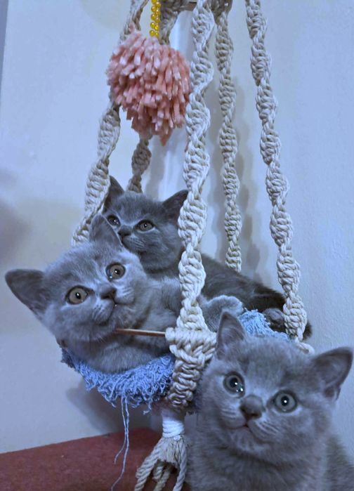 Kotka Brytyjska niebieska, Rodowodów 5 pokoleniowy.