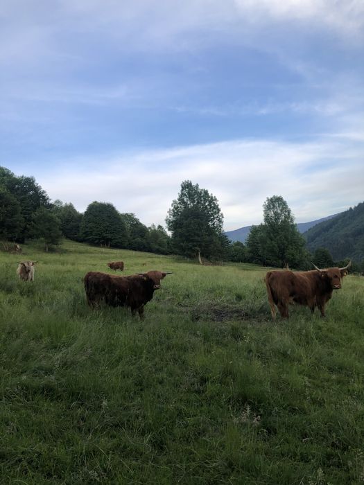Jałówki bydło szkockie Highland Cattle