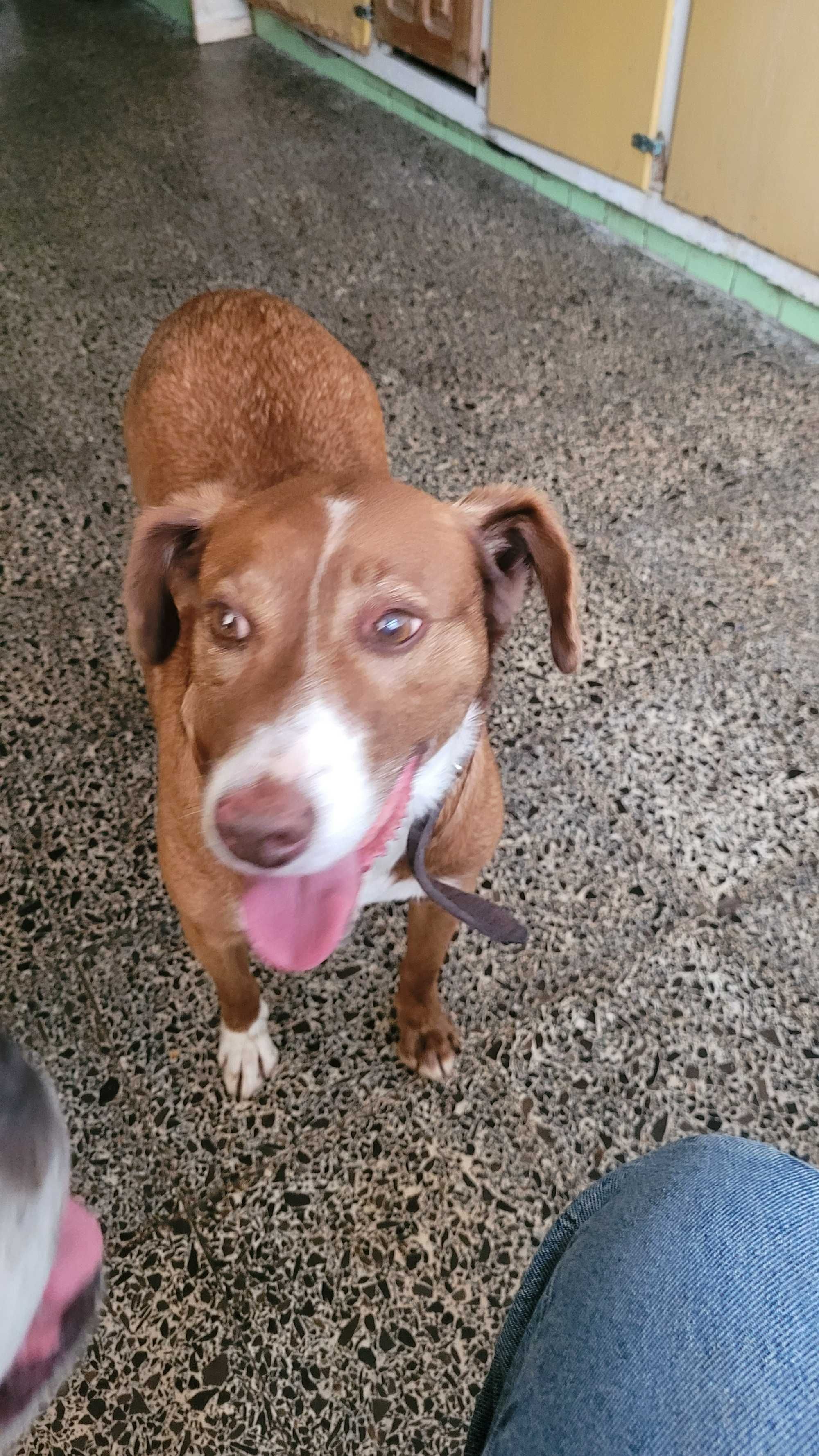 Cão amoroso procura casa