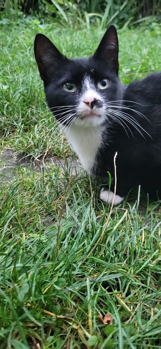 Котик Орео, в добрі руки!