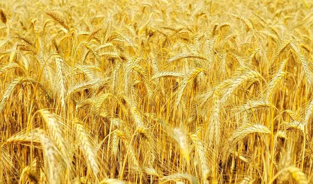 FARMEO SKUP ZBÓŻ/ MOKREJ KUKURYDZY Wieruszów / Kępno / Wieluń / Kalisz