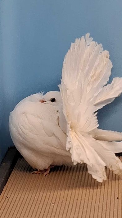 Pawik pawiki białe 2025r