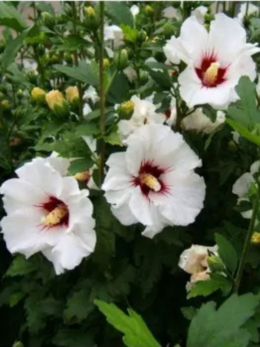 Гибіскус сирійський