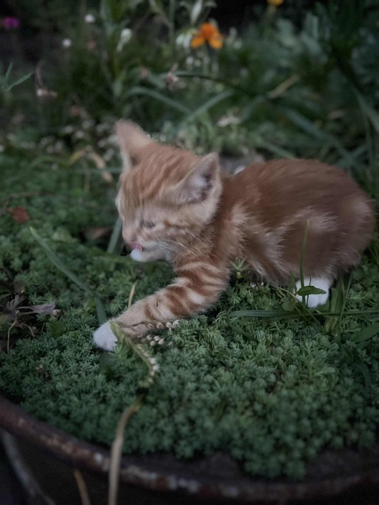 Котеня, кішка , котик , коти відам в добрі руки