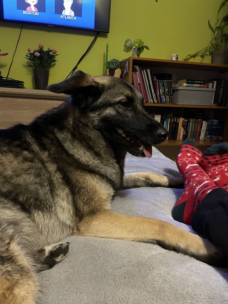 Suczka w dobre ręce