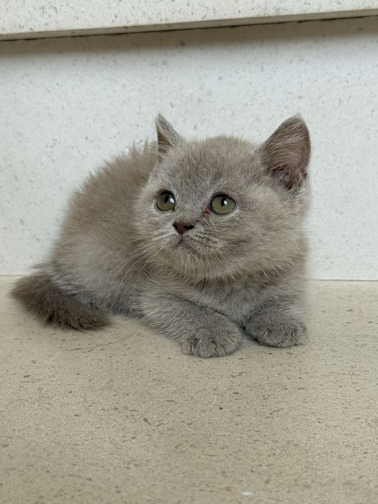 Gatinho macho british shorthair