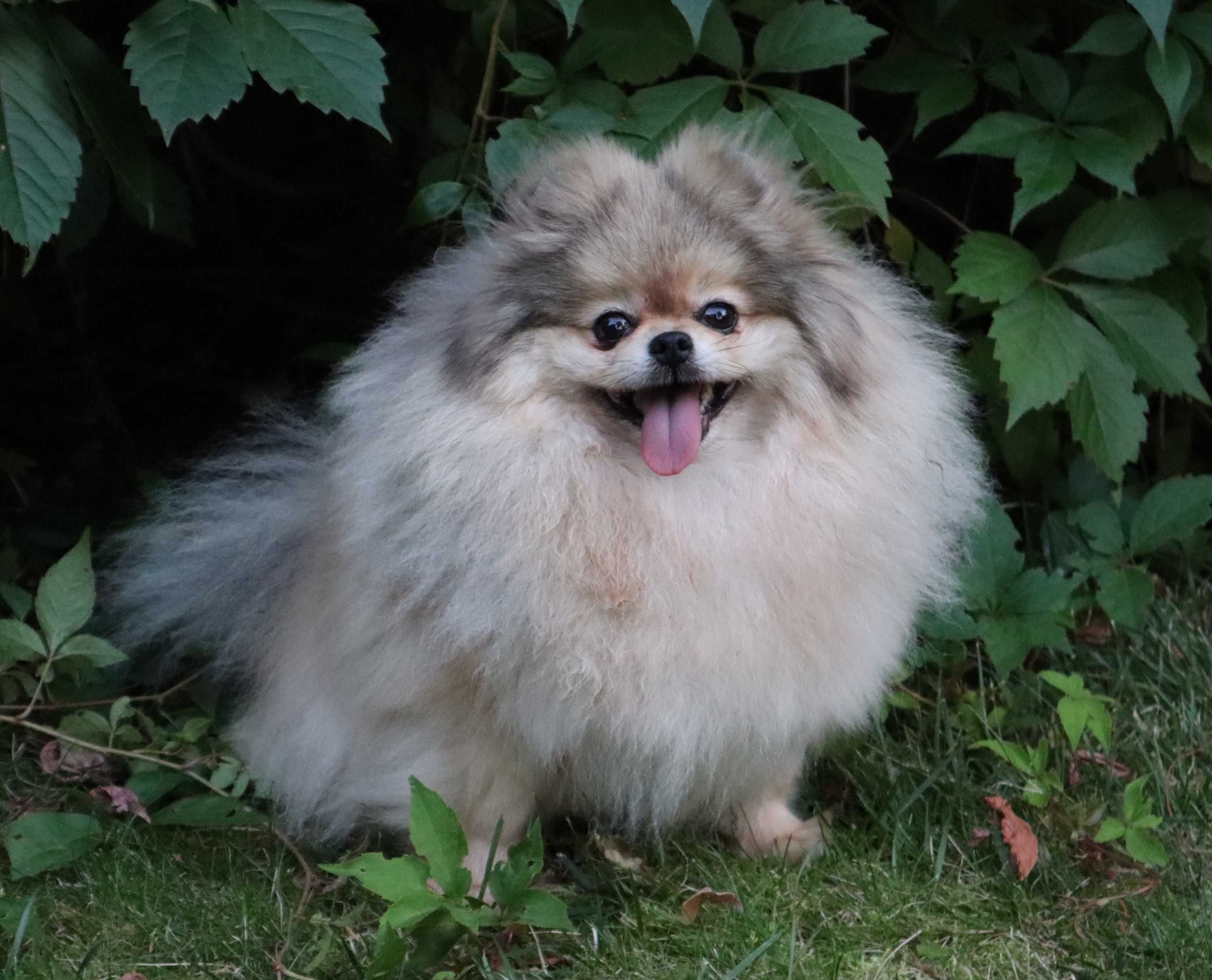Sunia pomeranian 6 lat