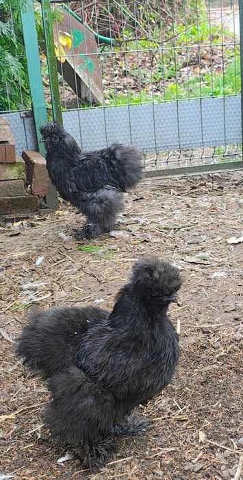 Para silka kura chińska