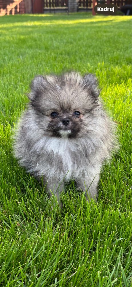 Szpic miniaturowy ,pomeranian , mini piesek