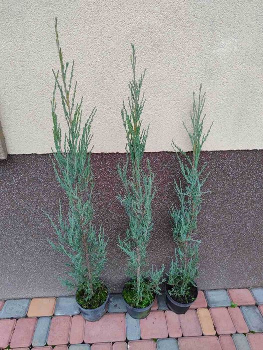 Кипарисовик, ялівець скельний Блю Аров, гортензії, туя смарагд