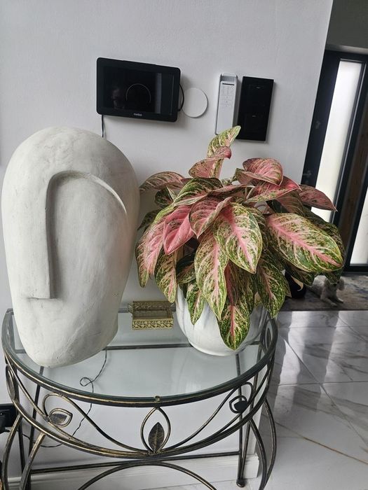 Aglaonema cocomelon kwiat