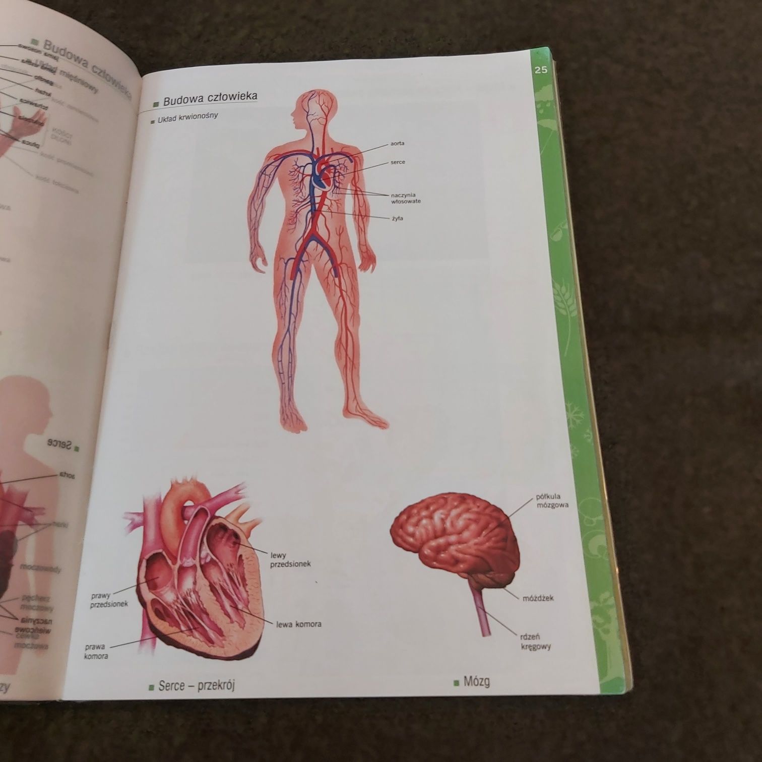 Atlas przyrodniczy przyroda szkoła podstawowa wsip