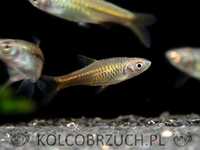 Razbora vulcanus - Rasbora - dowozimy do klienta, wysyłamy