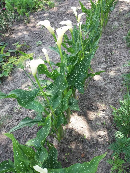 Продаю свої дрібні клубні кали білої. Калла біла. Кала. Калли